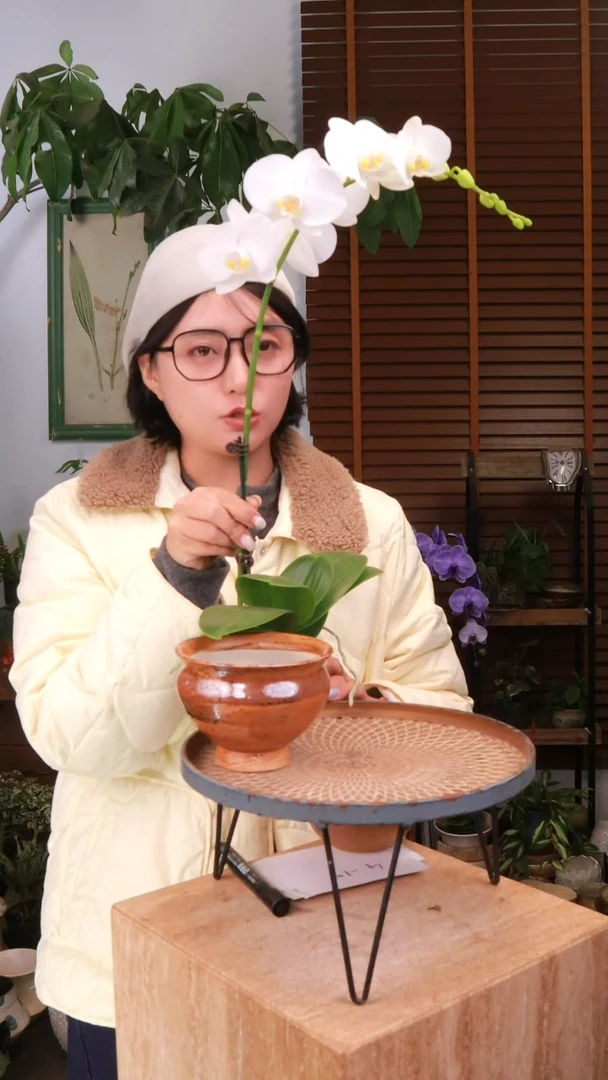 全部花朵凡**农 白色蝴蝶兰 原盆 顺丰包邮