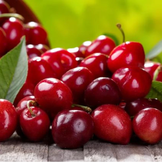 天水樱桃 L号1/斤其他品种甘肃省