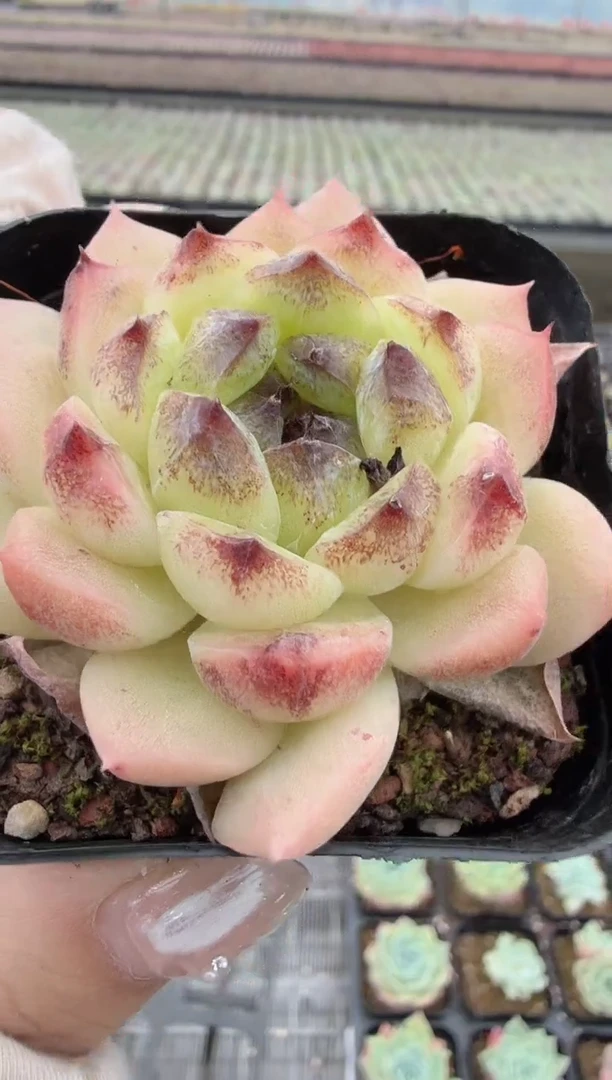 东云多肉园新款-29