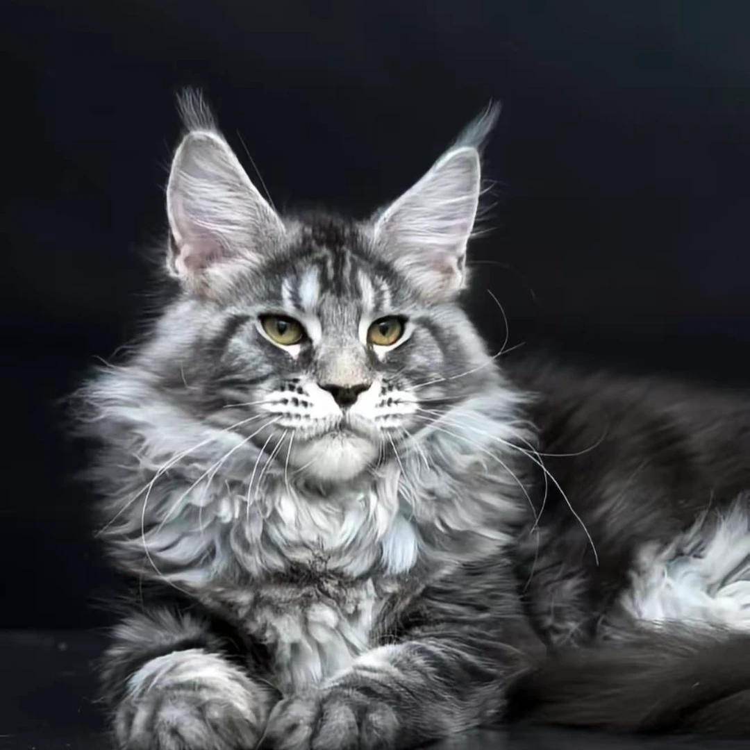锦鲤宠物缅因猫活体链接纯俄系缅因