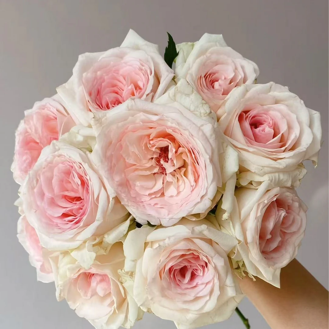 【含香大苗】四季灌木