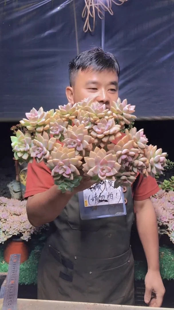 196淡雪缀化一物一拍