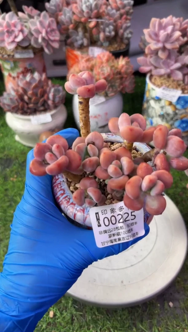 昆明印象多肉00225