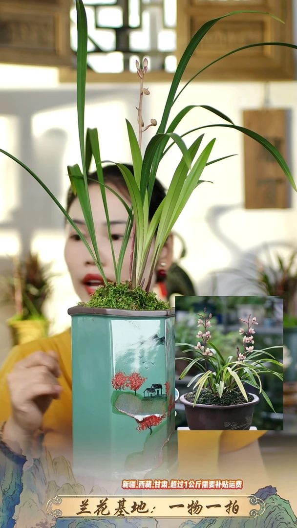 花仙子带紫砂盆
