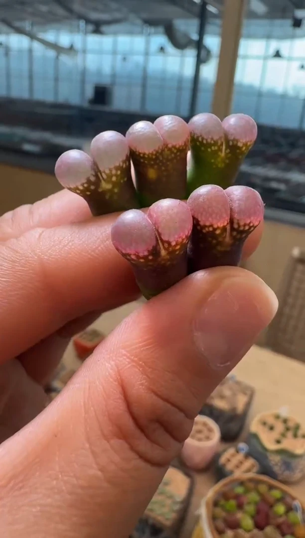 3-60多肉植物肉锥一颗