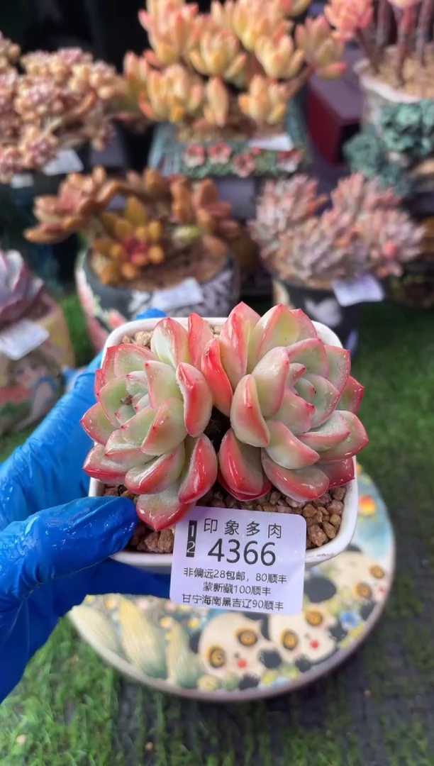 昆明印象多肉4366