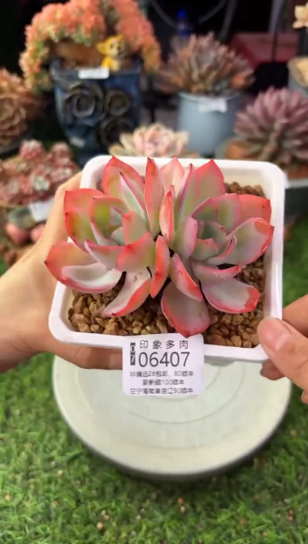 昆明印象多肉06407