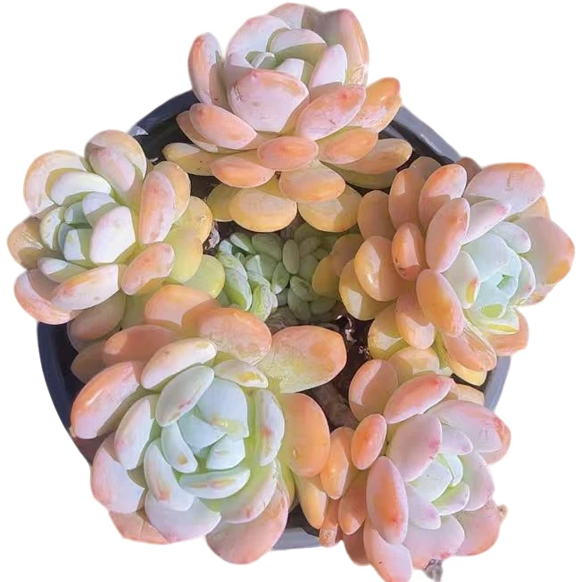 群生冷香精品多肉【满19包邮】