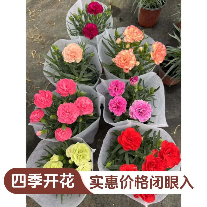 带花苞康乃馨盆栽室内外四季开花好养活绿植花卉