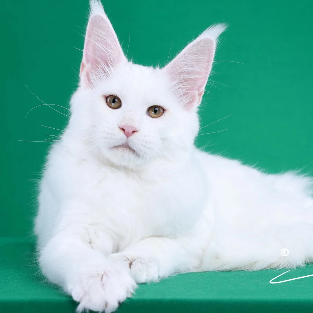 来了姊妹-纯白缅因猫 弟弟 20