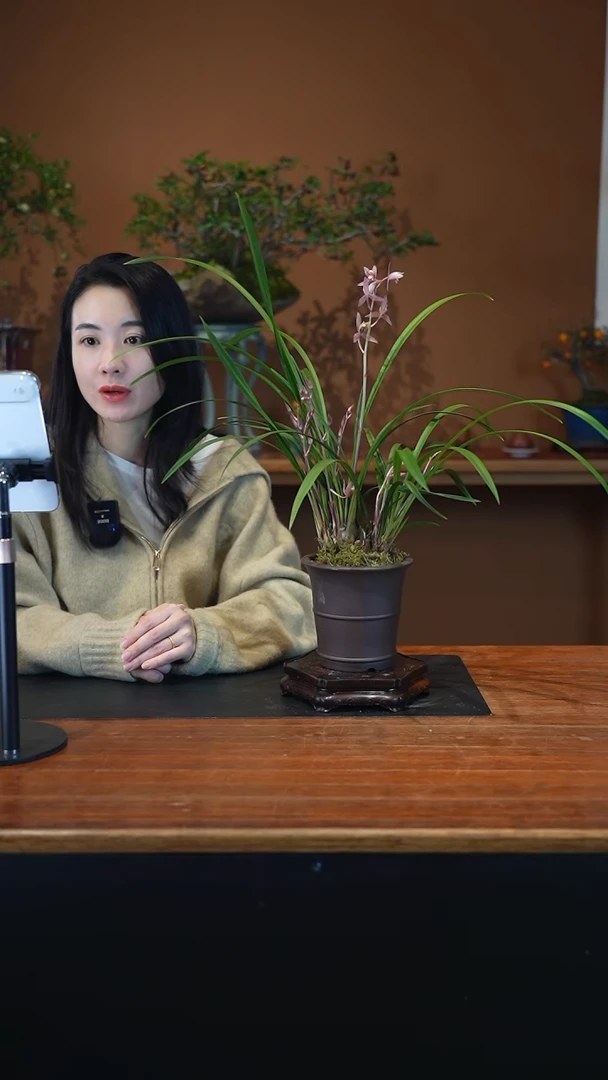 全部花朵晚霞盆景盆景盆景