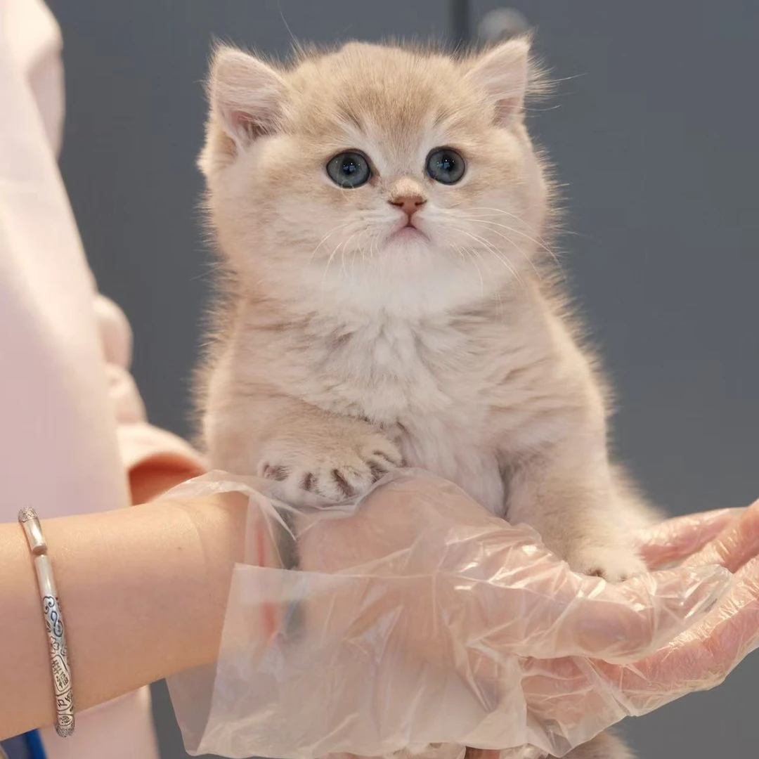 【星安精品】特价福利猫/定金看猫