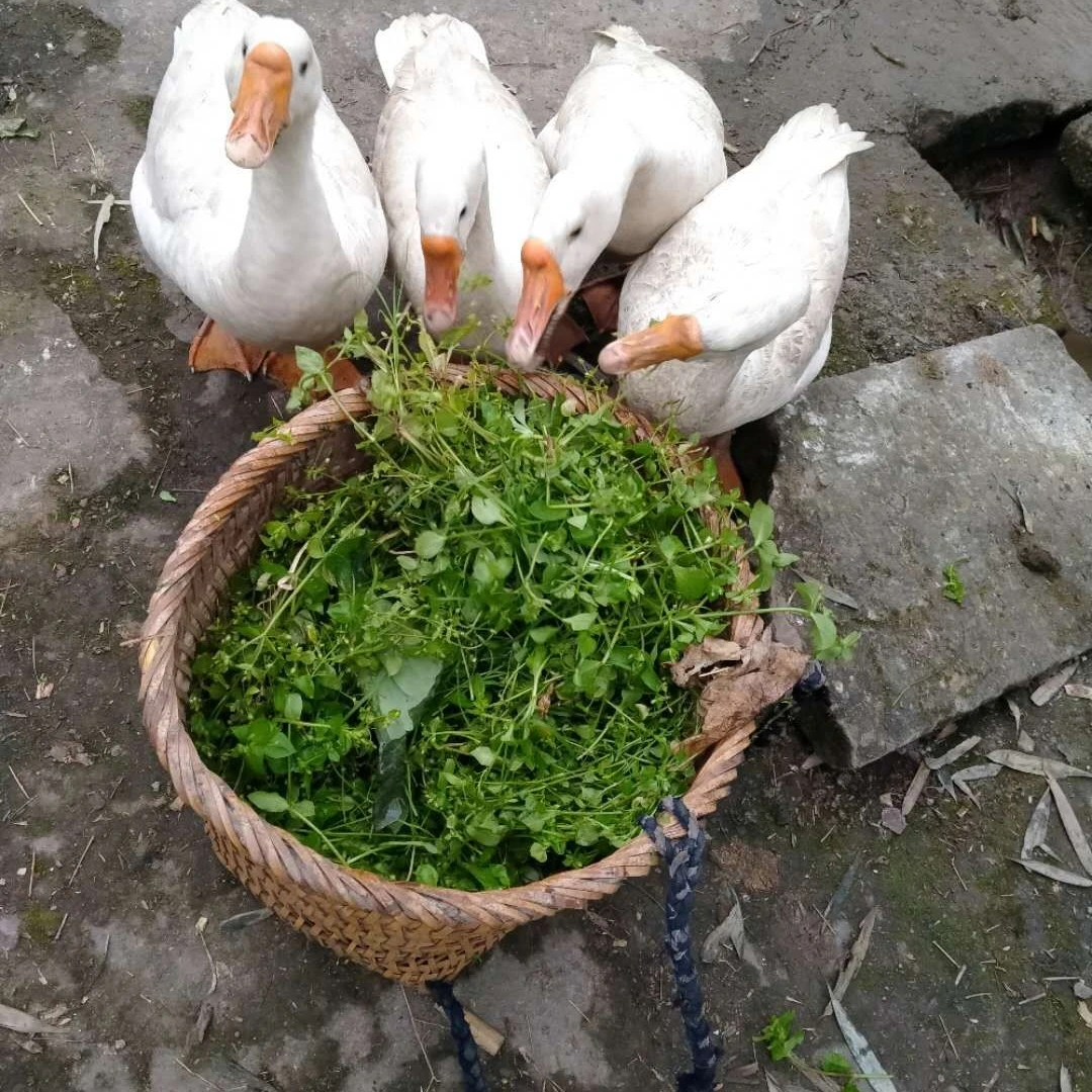 贵州黔北凤冈农村五谷杂粮散养土鹅（农村现收现卖）