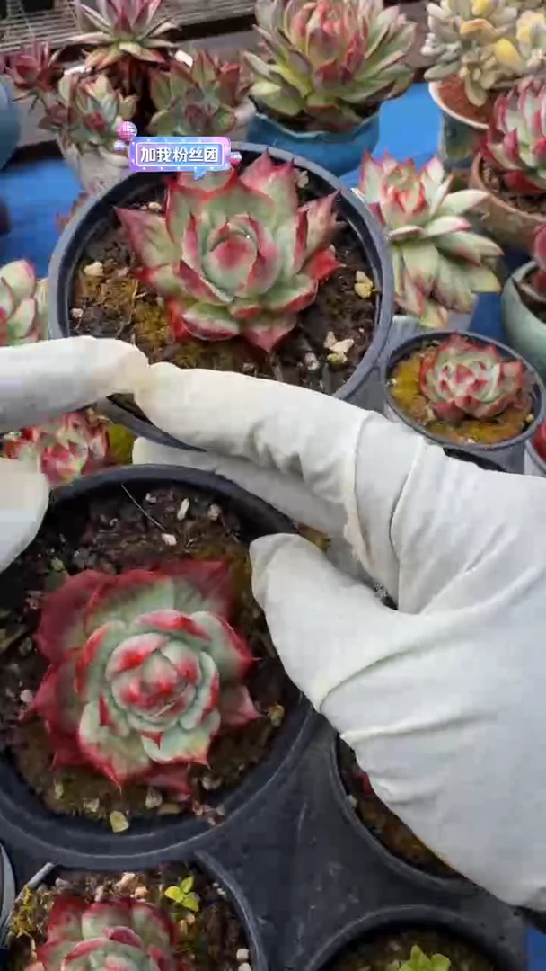 1颗惊鸿仙子（展示为喷水效果）（量拍配货参考）