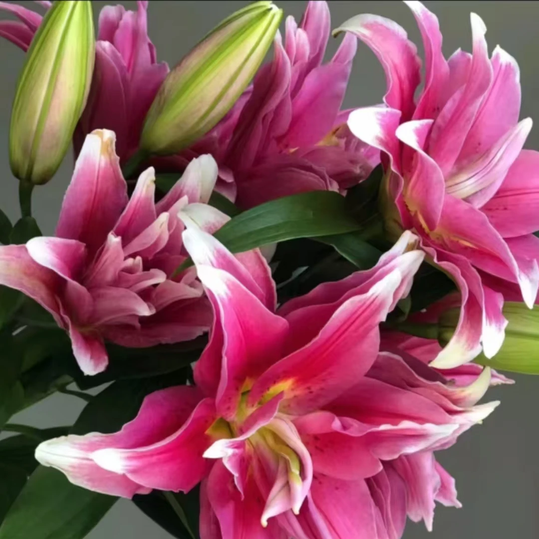【艾琳娜】高端重瓣香水新鲜百合花鲜花多头