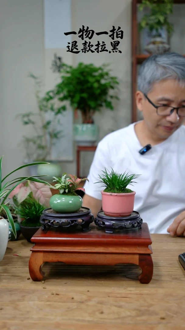 完全开放浅**然菖蒲+网纹草464