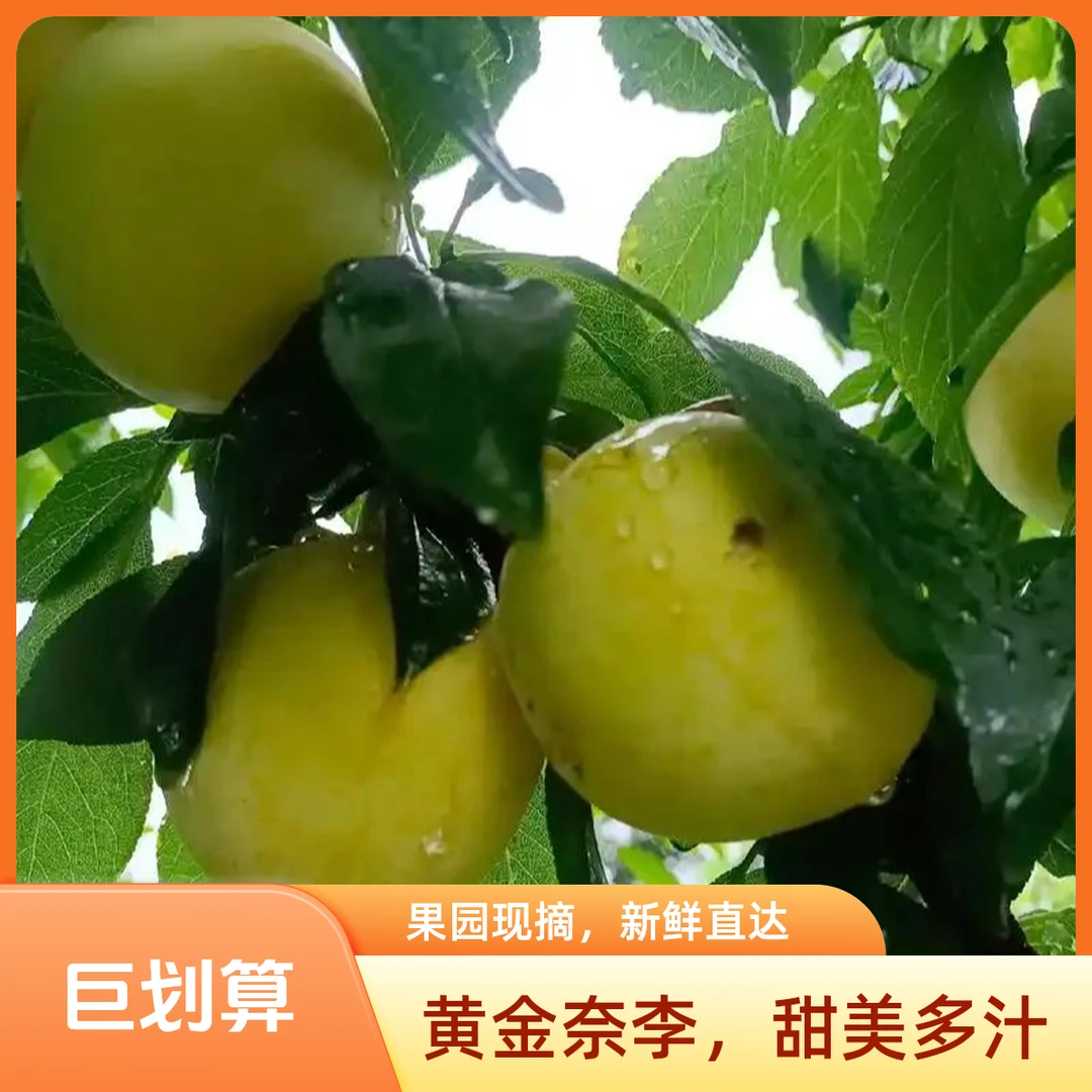 【御皇李子】正宗北京密云石峨御皇李子新鲜采摘现摘现发3-5斤北京市