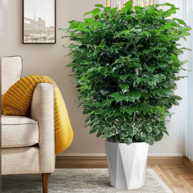 70至80CM幸福树室内客厅落地摆放绿植盆栽好养净化空气美化家居