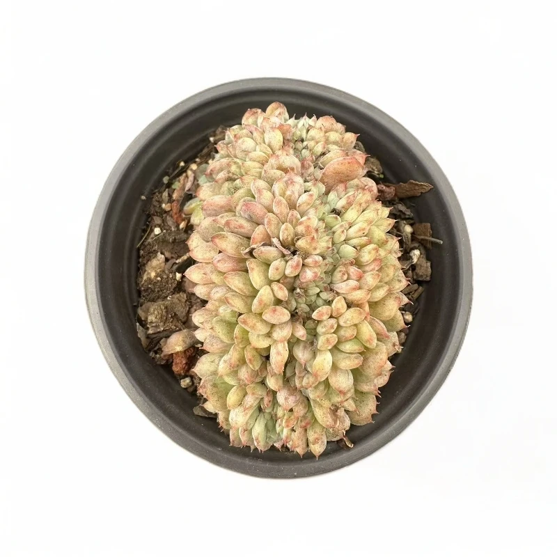 白胖子缀化 （任意两单包邮）