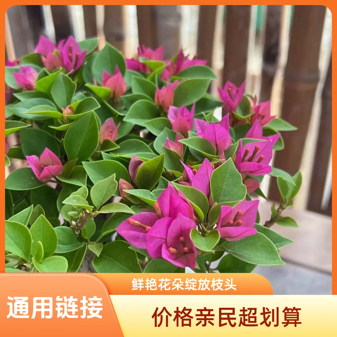 【艺景园花花公子】三角梅 通用 勤花品种老桩 好养盆景-3