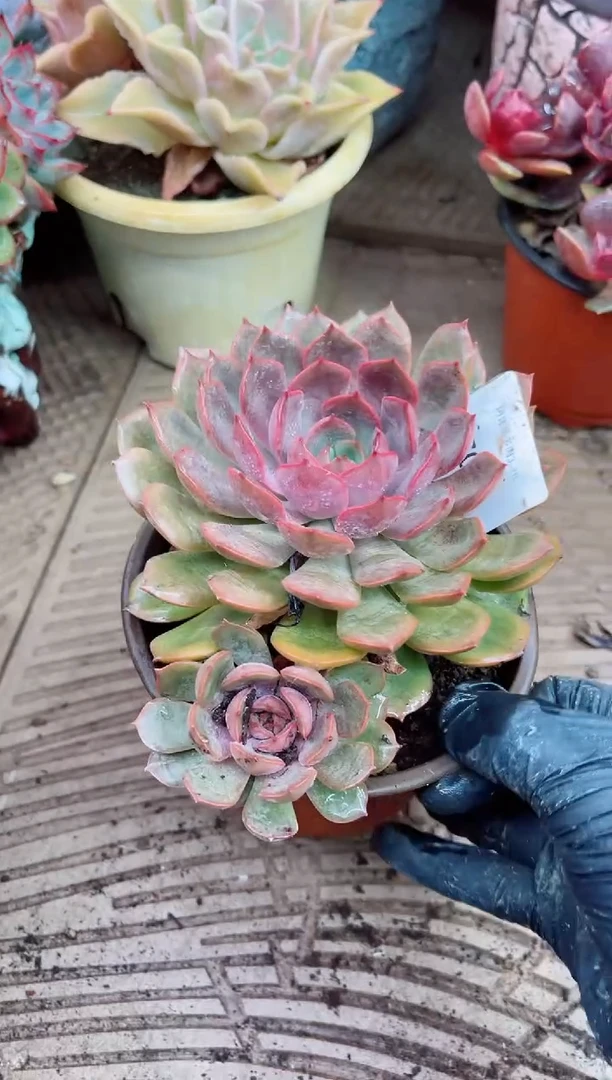 A****容27061多肉植物一物一拍
