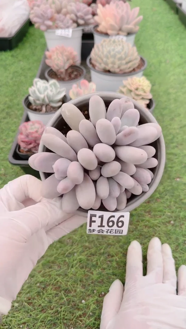 【闪购商品】梦会多肉一物一拍