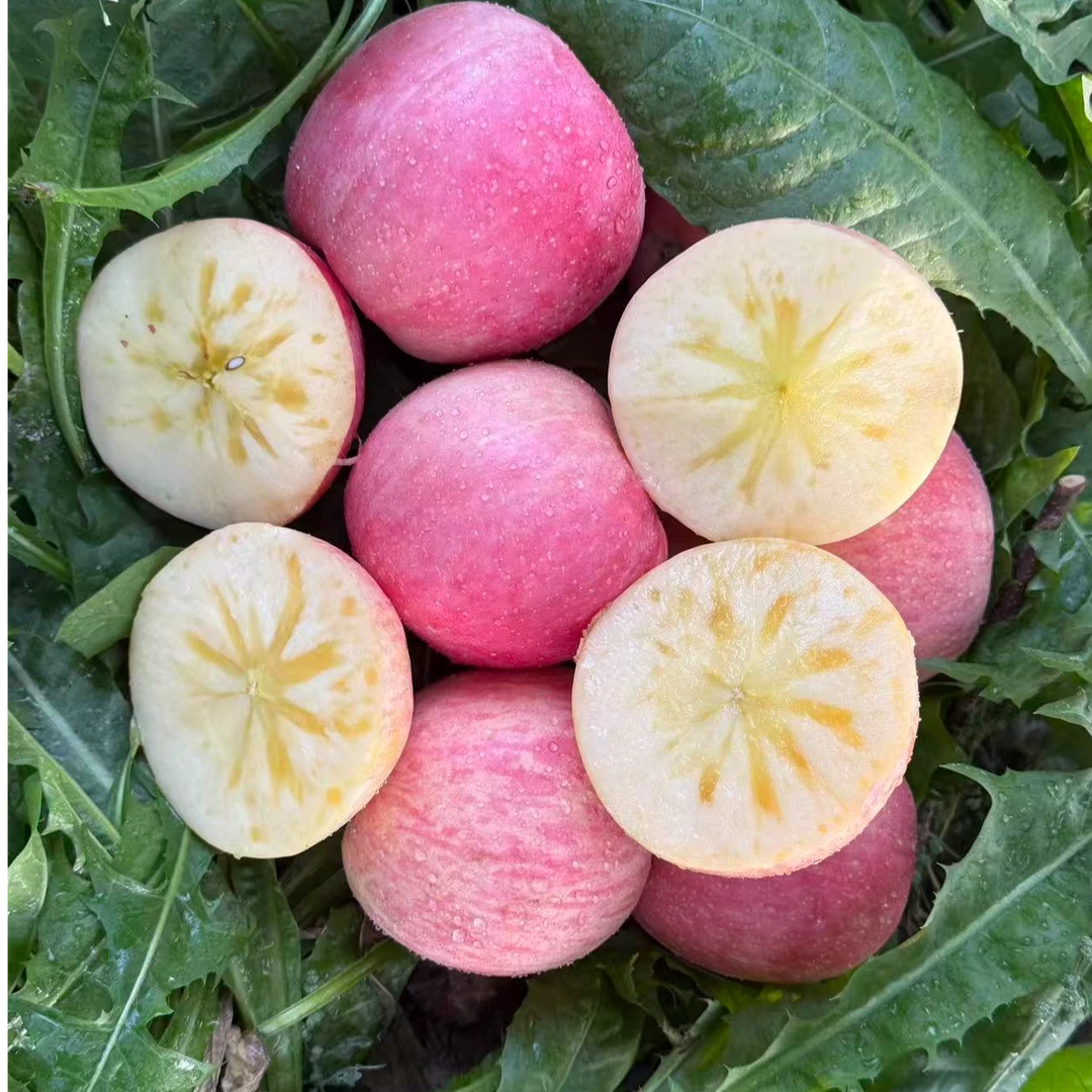 [新疆直发]2025新疆阿克苏冰糖心套袋苹果现摘现发