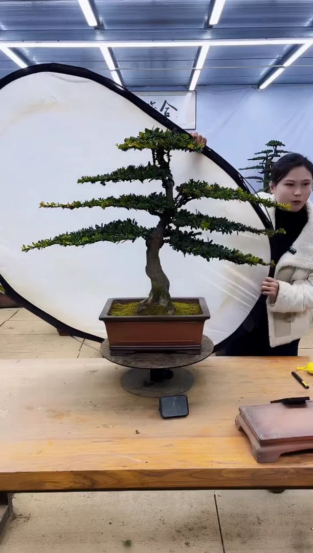 【闪购商品】高端盆景一物一拍，所见即所得