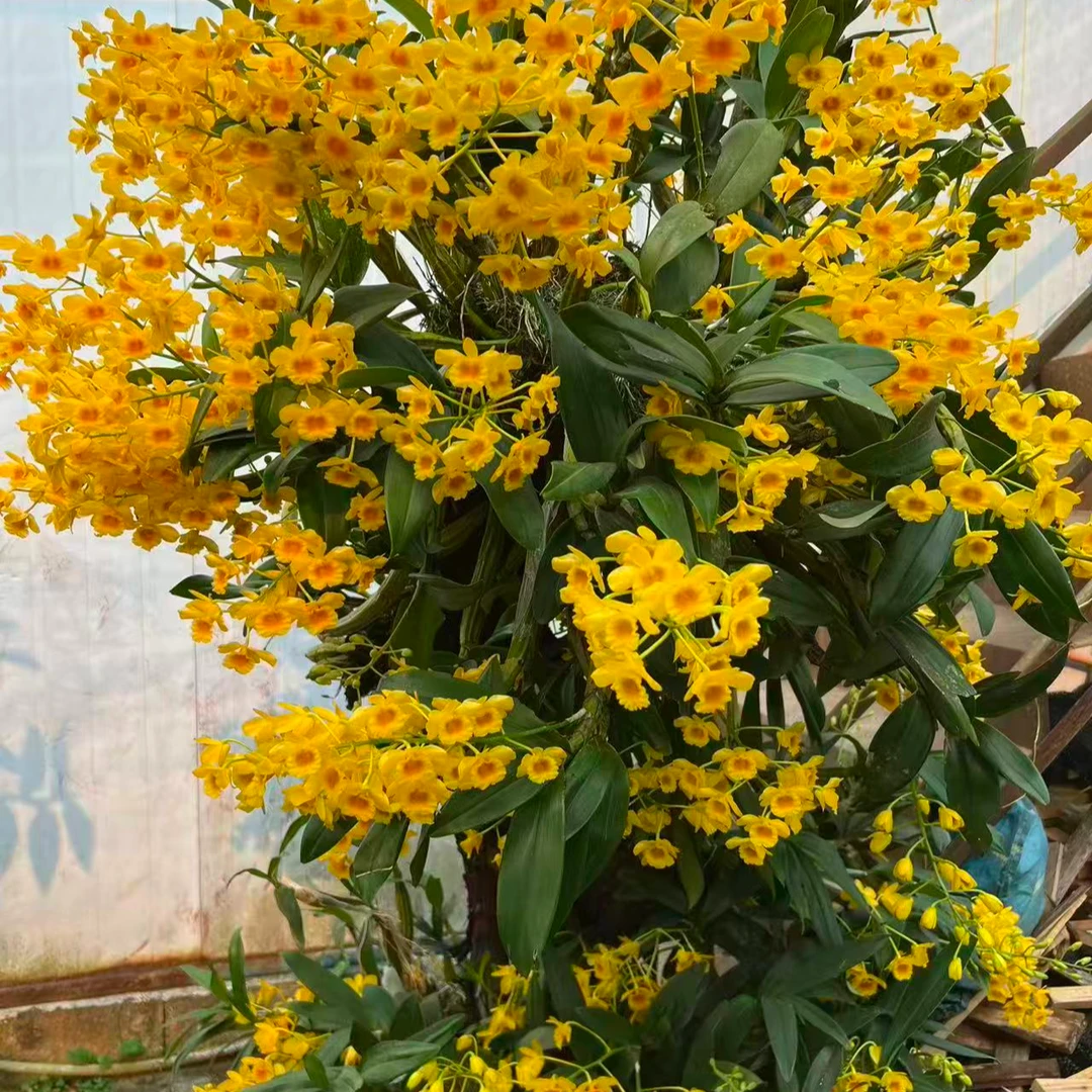 【精品苗】鼓锤石斛兰玉柳纤枝 玲珑花姿 绿植臻品 易养易活