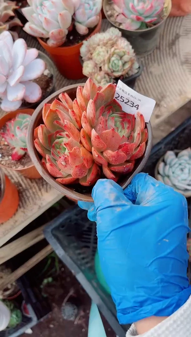 跃跃精品多肉26234