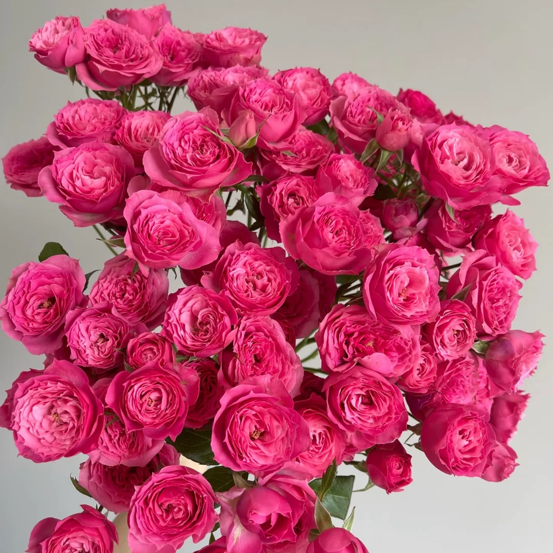 小艳【多头苏菲宝贝1扎】同地址两单顺丰或京东送货上门+配草1扎