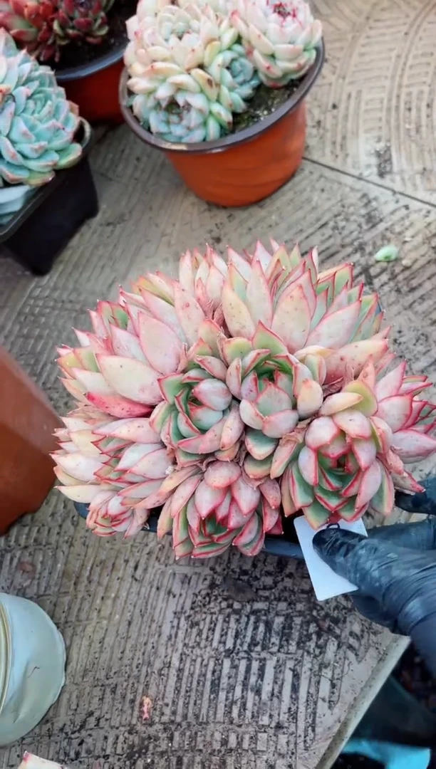 【闪购商品】08124多肉