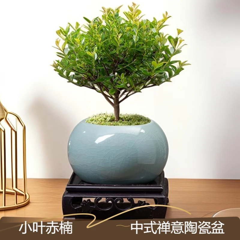 【禅意】小叶赤楠盆景老桩植物办公室绿植室内中式盆栽花卉绿植常青