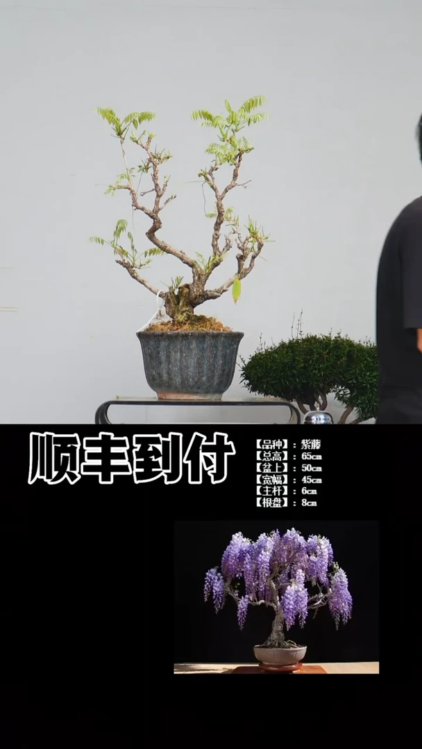 无花朵老*槌b865紫藤bubaoyou
