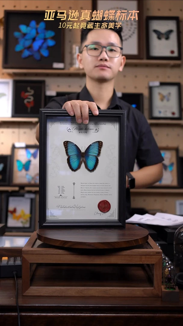 蝴蝶标本摆件竞拍G20