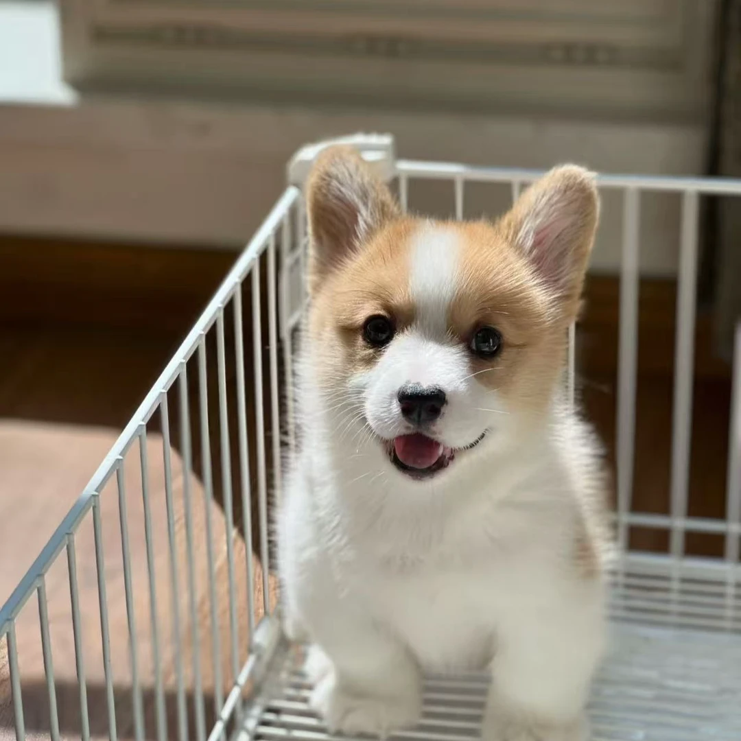威尔士双色三色柯基幼犬短腿小型宠物狗活体