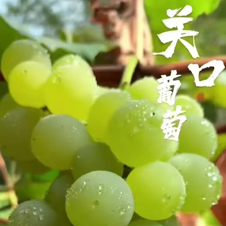 湖北恩施建始关口葡萄甜葡萄
