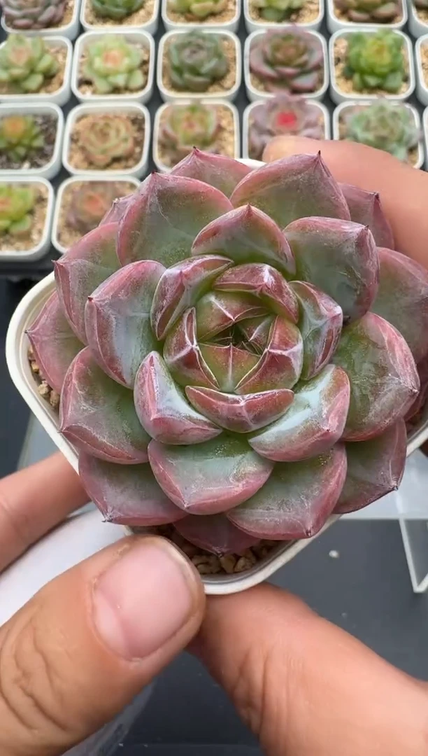 441E云禹多肉植物 带盆土纸巾打包 3颗包邮