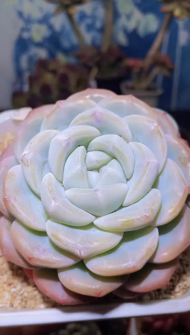 【闪购商品】539大鱼多肉