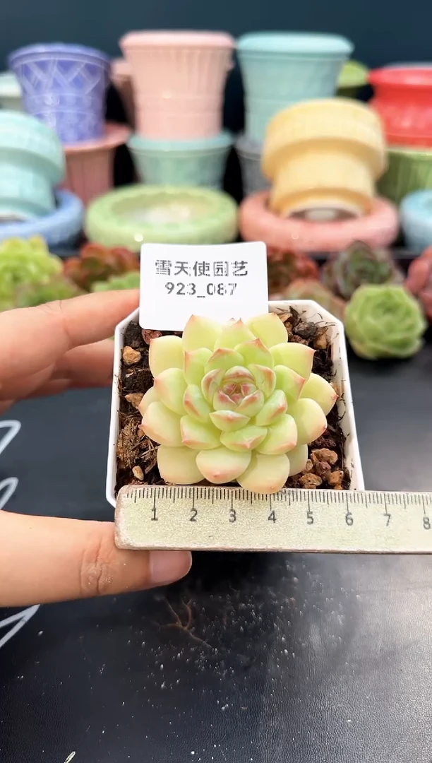 923-087青山（冠幅5cm）