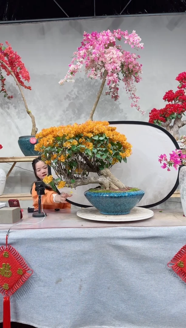 【闪购商品】盆景加州黄金