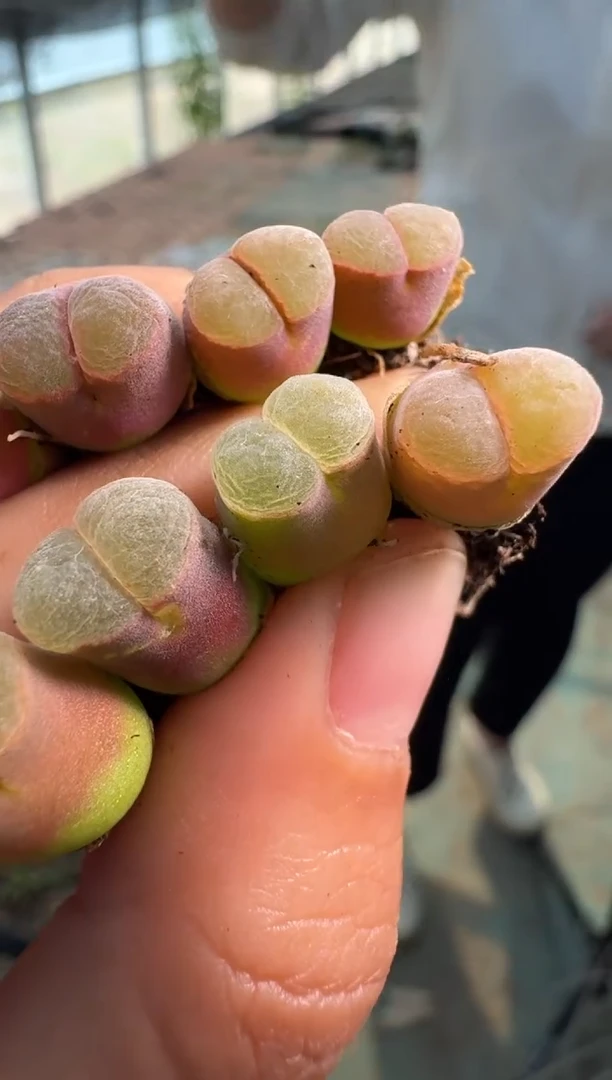 疯狂的多肉石头8杂交风铃一颗