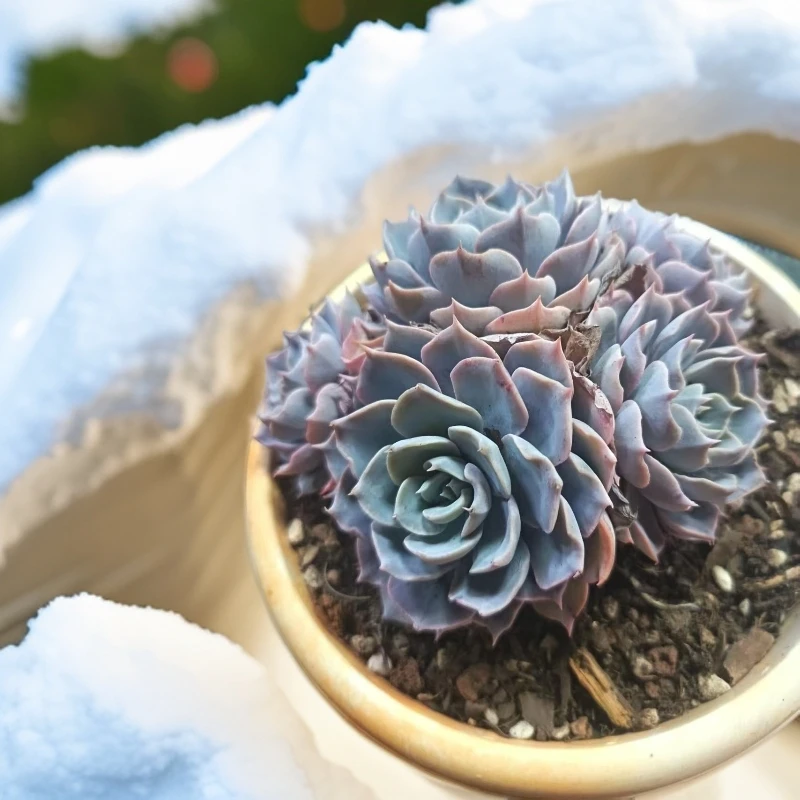 蓝石莲多肉植物满15包邮好养易活适合办公室阳台美观净化空气