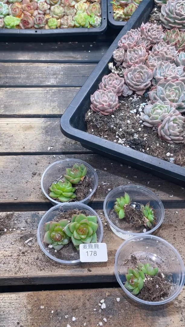 178稀有珍妮        量拍