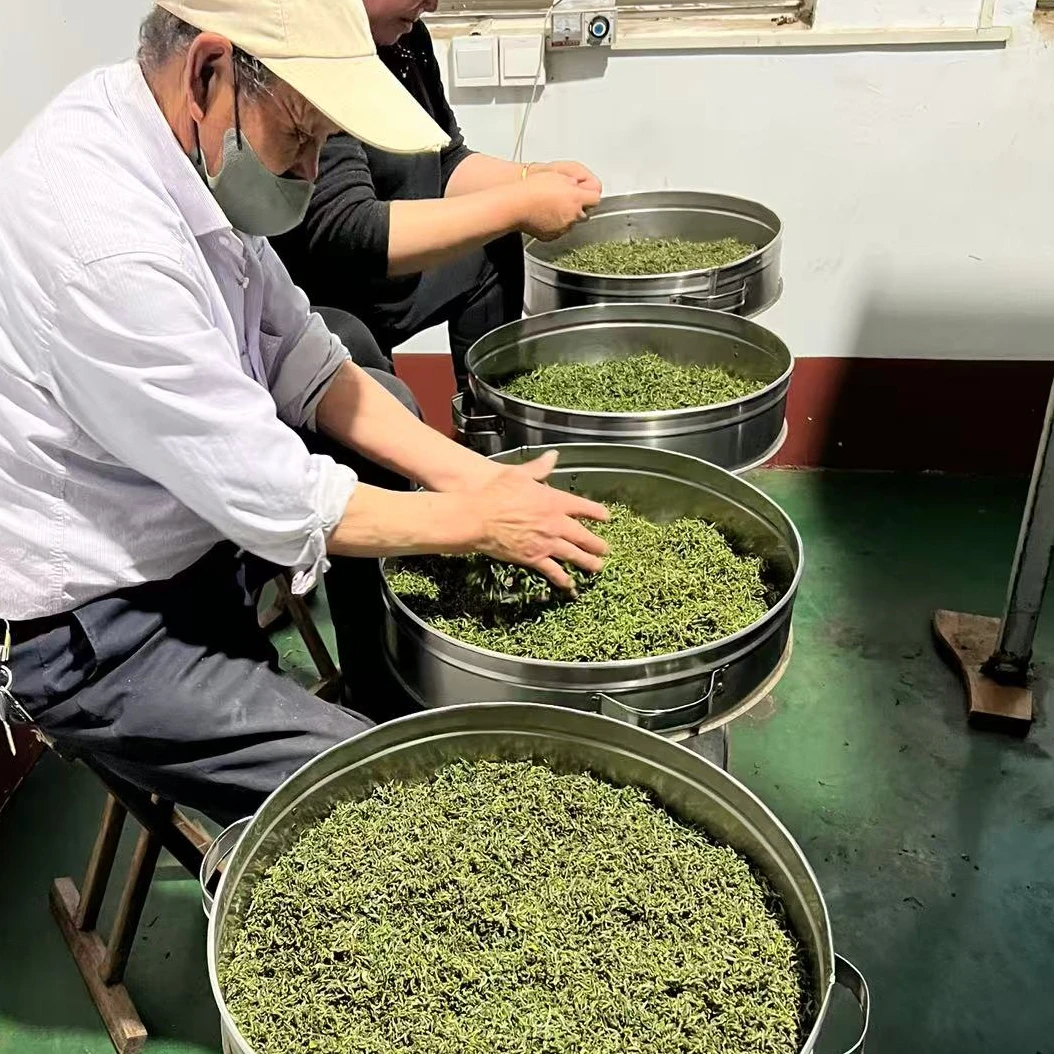 500g日照绿茶春茶浓浓板栗香日照绿茶春茶末尾麦黄茶