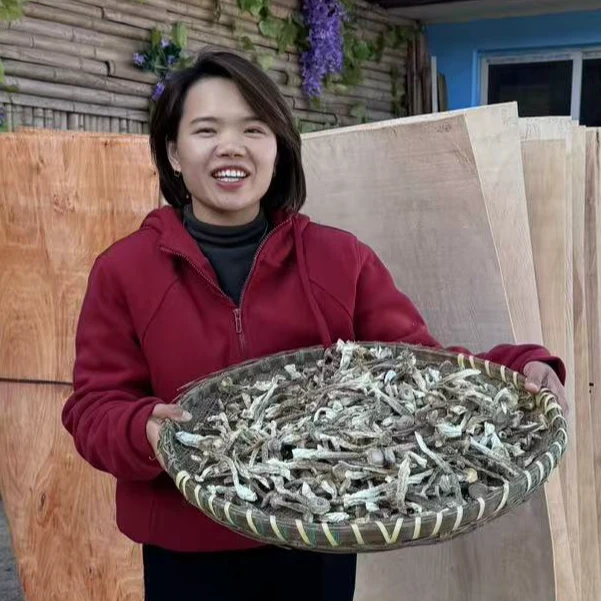 农家鹿茸菇干货，不熏硫磺，不染色，嫩脆