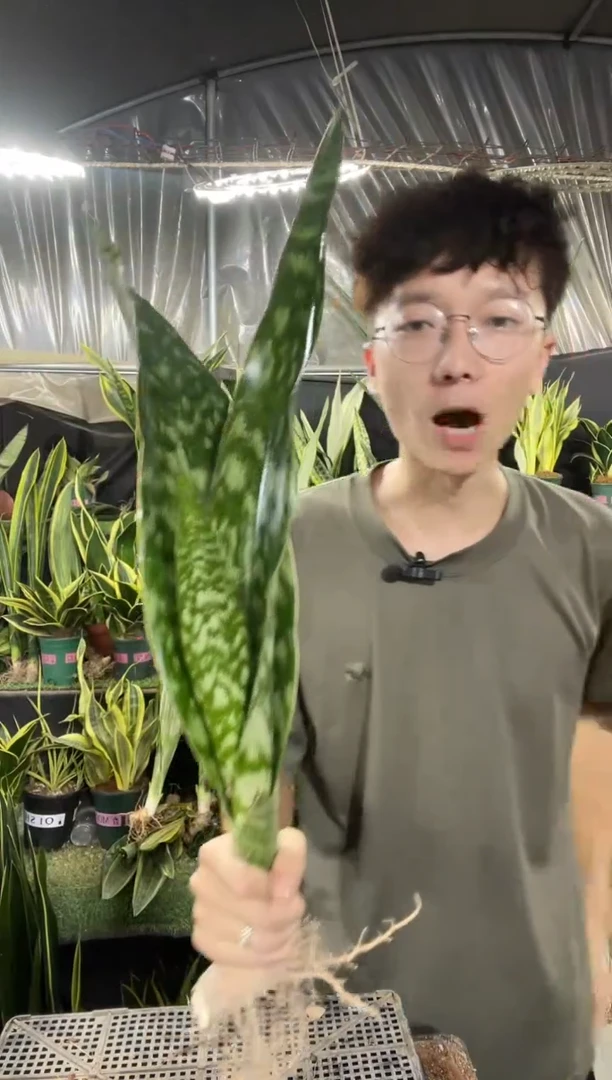 40cm嘉宝双叶裸根19.8