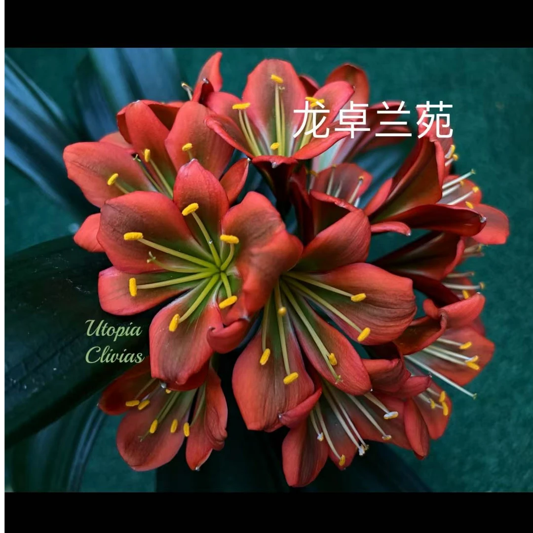 黑魔法君子兰异花