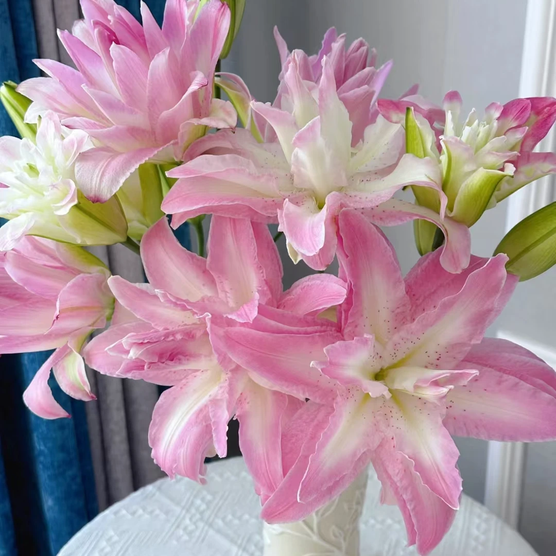 （英英鲜花）水蜜桃 稀有品重瓣百合花苞微熟发货任意2单顺丰/德邦