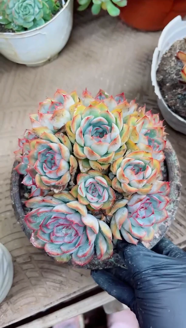 灵*27032多肉植物一物一拍